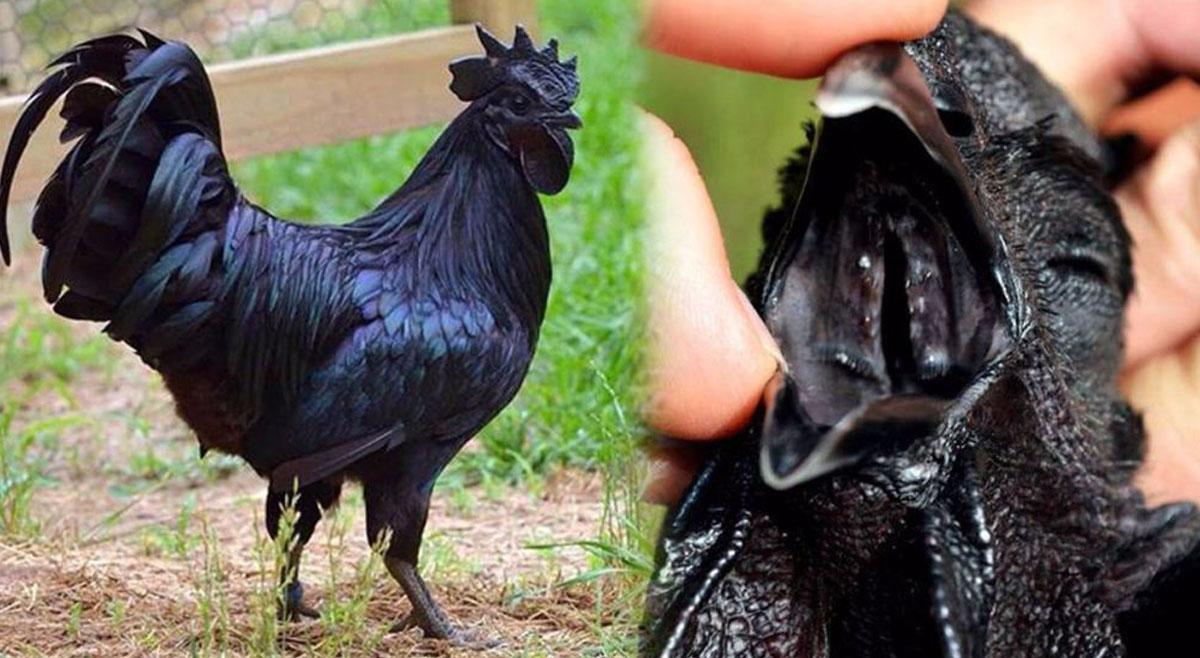ไก่ดำเขาหลักเมืองตรังดังไม่หยุด!! พัฒนาสู่ไก่ดำคอล่อน ตัวละ 6,000 ธ.ก.ส.ช่วยหนุนสุดๆ