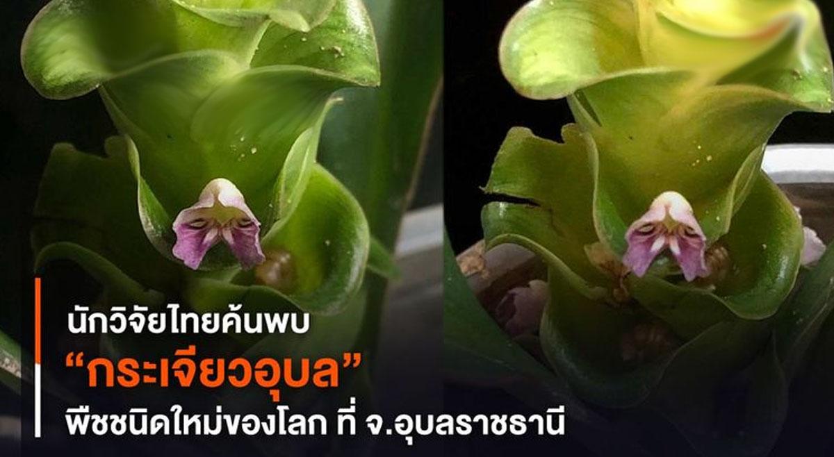 สิ้นสุดการรอคอย…รับรองผลงานนักวิจัยไทยผ่านการตีพิมพ์วารสารนานาชาติ “กระเจียวอุบล” เป็นพืชวงศ์ขิงชนิดใหม่ของโลก