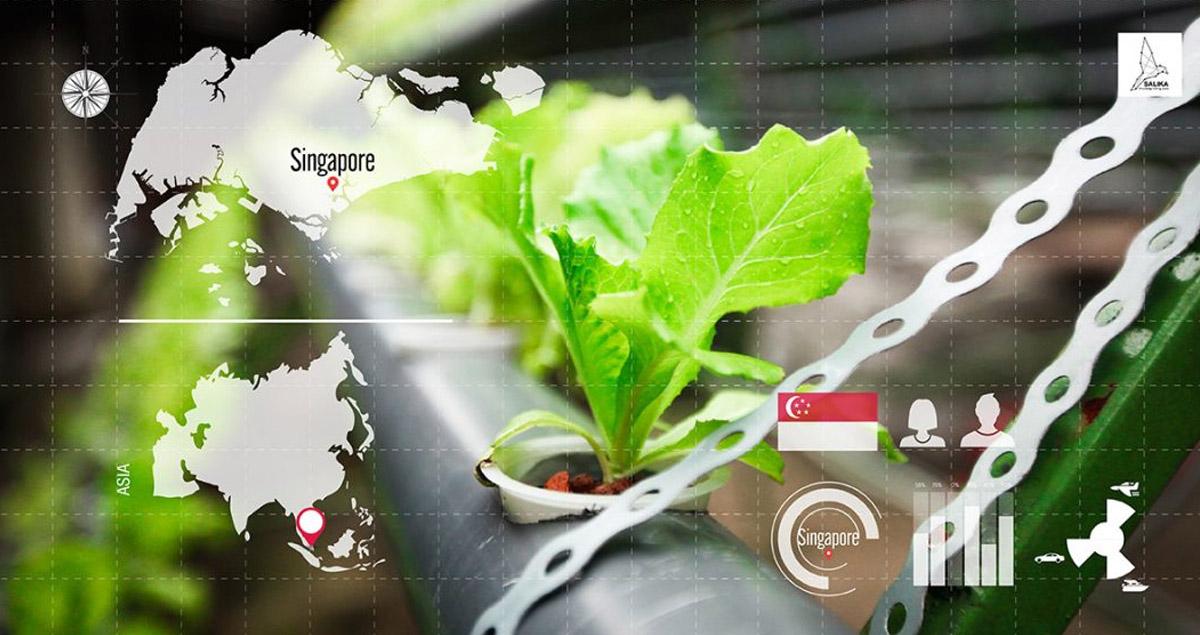 ปฏิวัติ สิงคโปร์ ด้วยเทคโนโลยีการเกษตร เนรมิตนิคมเกษตร-อาหาร เลี้ยงคนทั้งเกาะ ลดการนำเข้าอาหาร